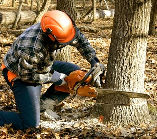 Tree Removal in New Manchester, WV